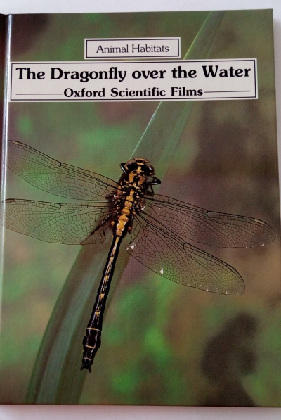 The Dragonfly over the Water
