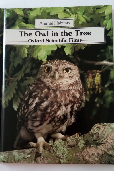 The Owl in the Tree