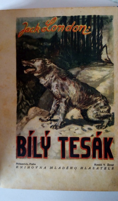 Bílý Tesák