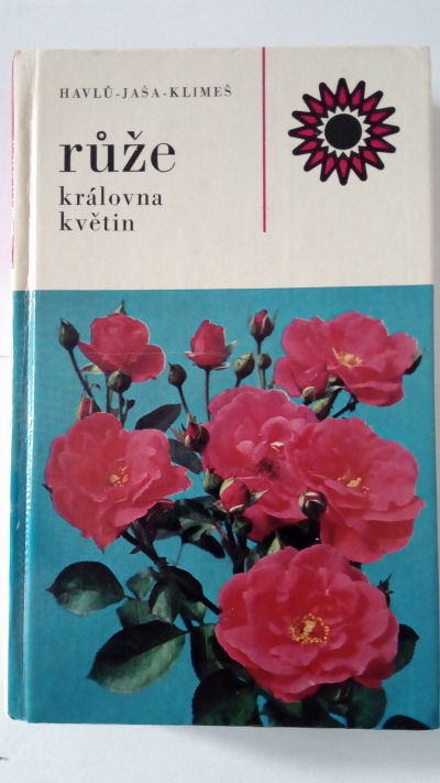 Růže královna květin