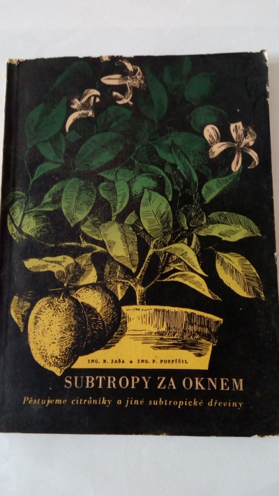 Subtropy za oknem