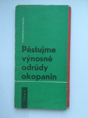 Pěstujeme výnosné odrůdy okopanin
