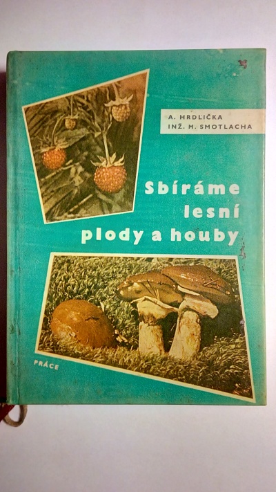 Sbíráme lesní plody a houby