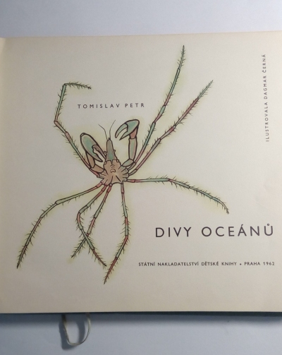 Divy oceánu