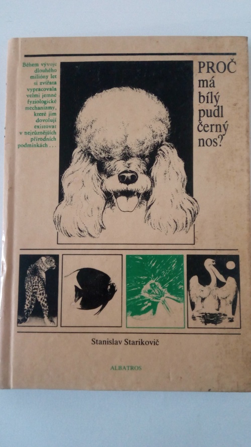 Proč má bílý pudl černý nos?